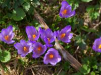 Blick in die Krokusblüten